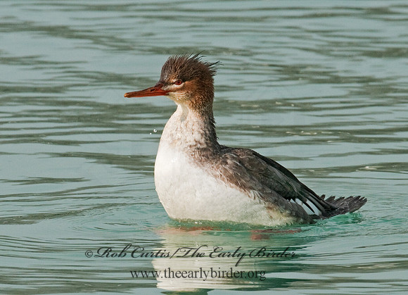 Mergus serrator  RED-BREASTED MERGANSER 3011800