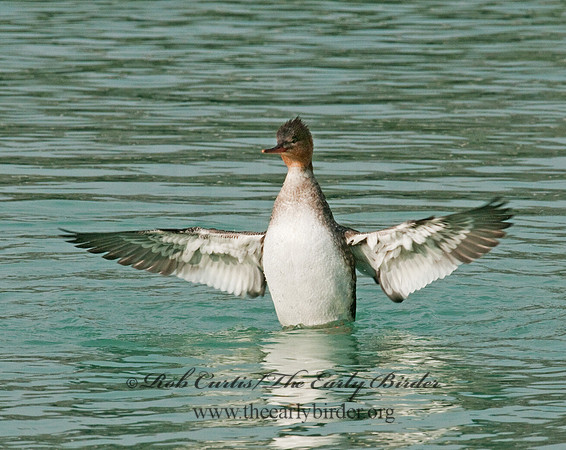 Mergus serrator  RED-BREASTED MERGANSER 3011797