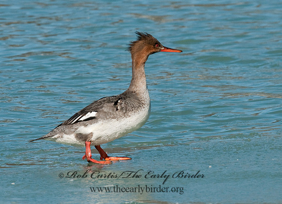 Mergus serrator  RED-BREASTED MERGANSER 3012129