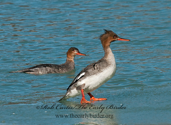 Mergus serrator  RED-BREASTED MERGANSER 3012131