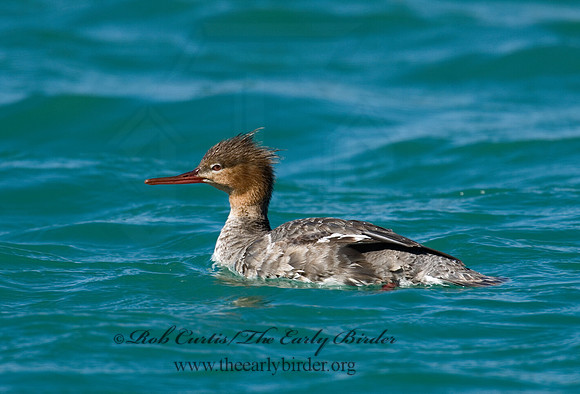 Mergus serrator  RED-BREASTED MERGANSER 6002230