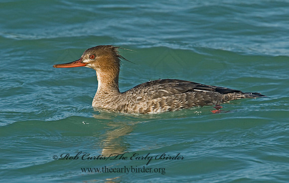 Mergus serrator  RED-BREASTED MERGANSER 6002337