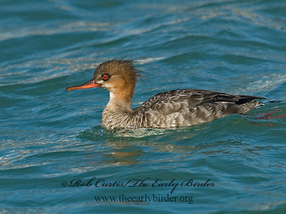 Mergus serrator  RED-BREASTED MERGANSER 6002367