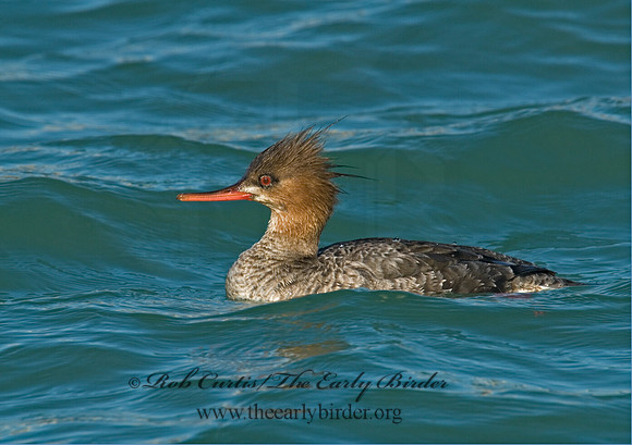 Mergus serrator  RED-BREASTED MERGANSER 6002349