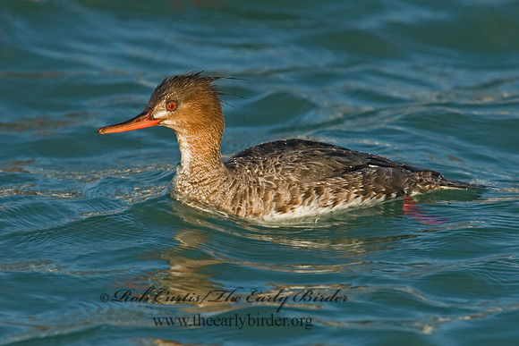 Mergus serrator  RED-BREASTED MERGANSER 6002421