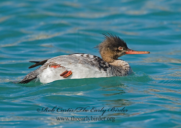 Mergus serrator  RED-BREASTED MERGANSER 7001544