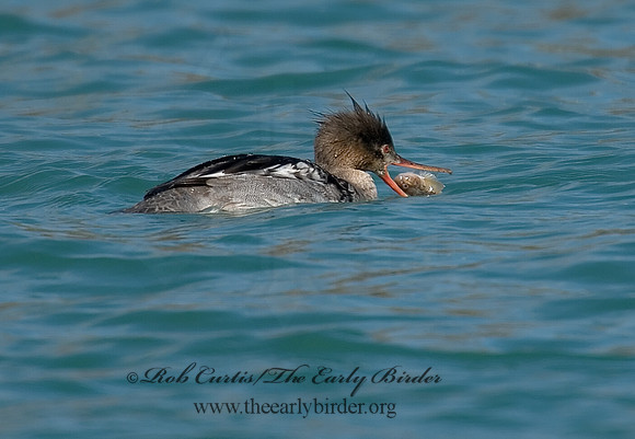 Mergus serrator  RED-BREASTED MERGANSER 7001579