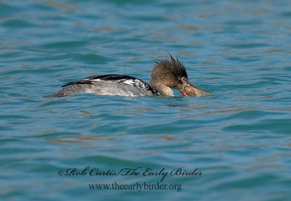 Mergus serrator  RED-BREASTED MERGANSER 7001580