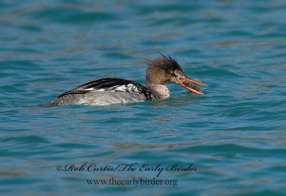 Mergus serrator  RED-BREASTED MERGANSER 7001584