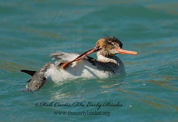 Mergus serrator  RED-BREASTED MERGANSER 7001636