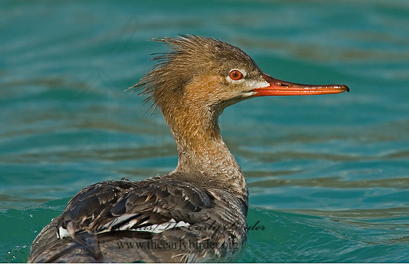 Mergus serrator  RED-BREASTED MERGANSER 7001643
