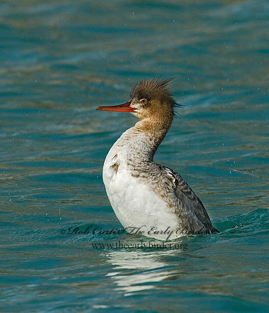 Mergus serrator  RED-BREASTED MERGANSER 7001854