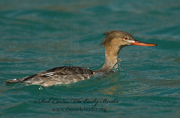 Mergus serrator  RED-BREASTED MERGANSER 7001645
