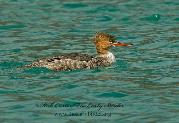 Mergus serrator  RED-BREASTED MERGANSER 7013724