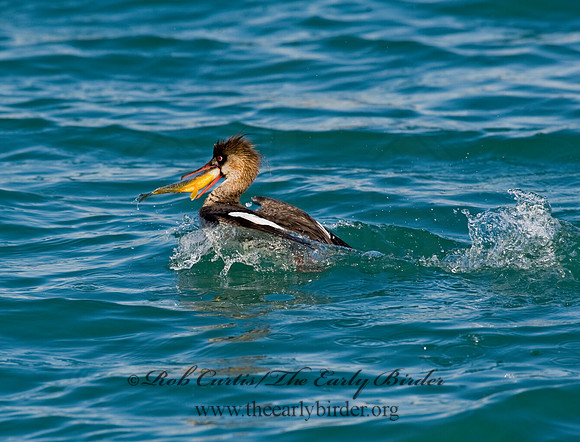 Mergus serrator  RED-BREASTED MERGANSER 8011611