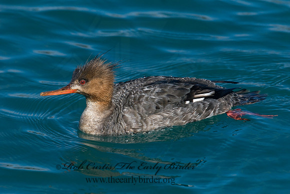 Mergus serrator  RED-BREASTED MERGANSER 7014270