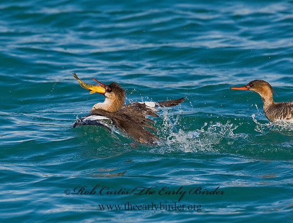 Mergus serrator  RED-BREASTED MERGANSER 8011612