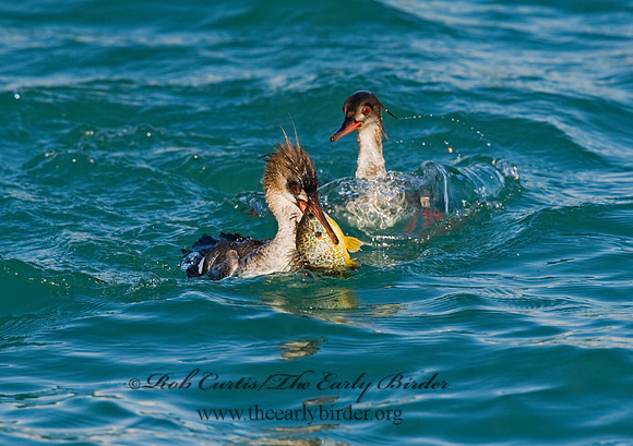 Mergus serrator  RED-BREASTED MERGANSER 8011615