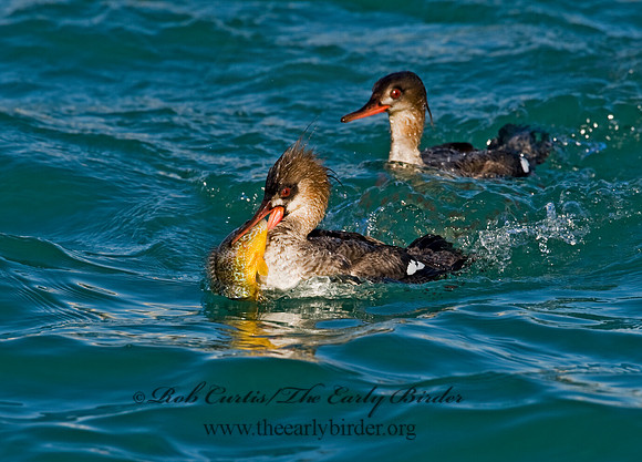 Mergus serrator  RED-BREASTED MERGANSER 8011617