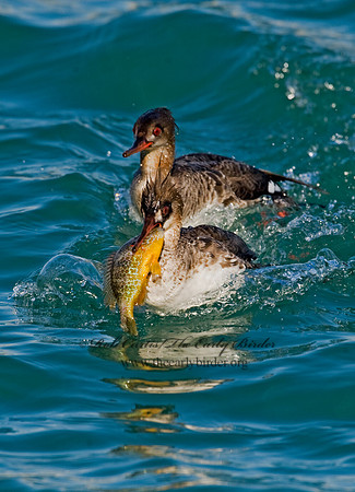 Mergus serrator  RED-BREASTED MERGANSER 8011623