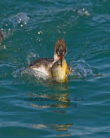 Mergus serrator  RED-BREASTED MERGANSER 8011624