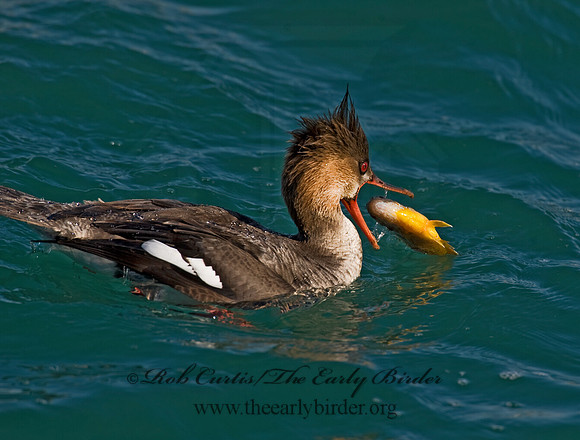 Mergus serrator  RED-BREASTED MERGANSER 8011627