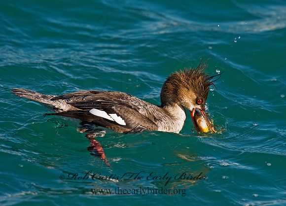 Mergus serrator  RED-BREASTED MERGANSER 8011628