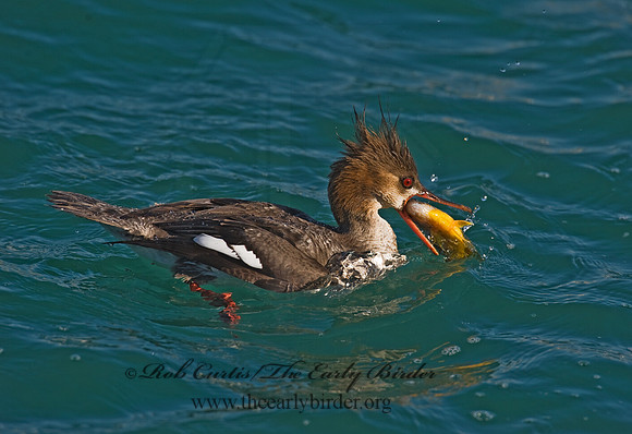 Mergus serrator  RED-BREASTED MERGANSER 8011629