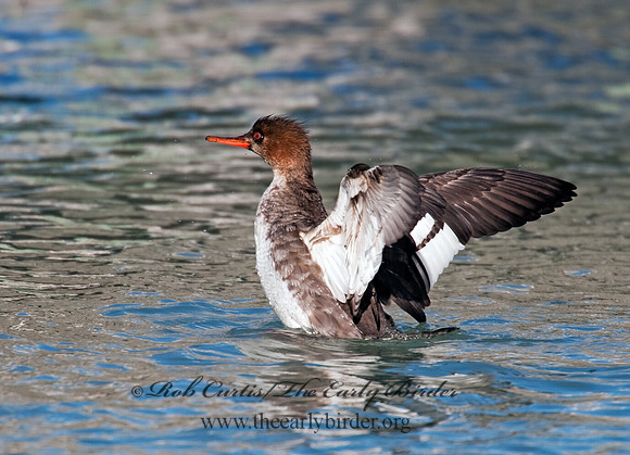 Mergus serrator  RED-BREASTED MERGANSER 8027532