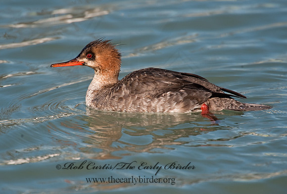 Mergus serrator  RED-BREASTED MERGANSER 8027547