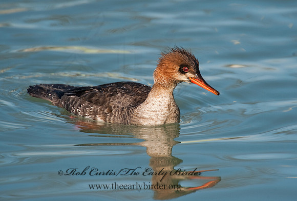Mergus serrator  RED-BREASTED MERGANSER 8027557
