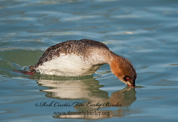 Mergus serrator  RED-BREASTED MERGANSER 8027558