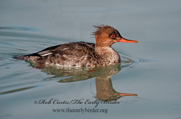 Mergus serrator  RED-BREASTED MERGANSER 8027574