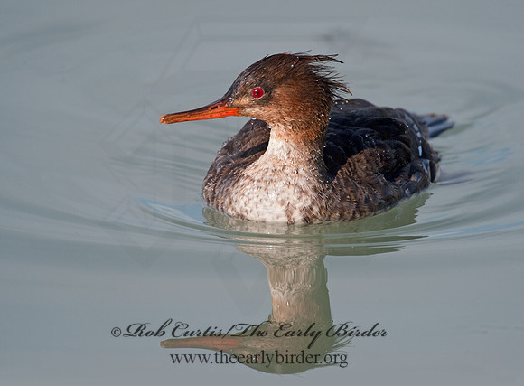 Mergus serrator  RED-BREASTED MERGANSER 8027584