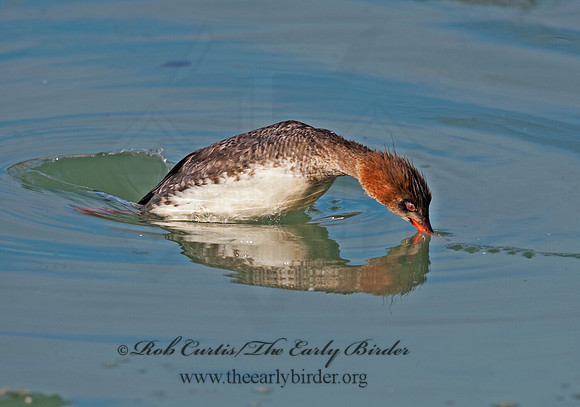 Mergus serrator  RED-BREASTED MERGANSER 8027596