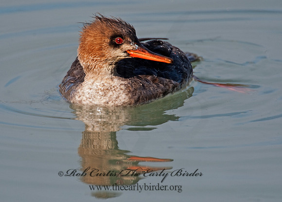 Mergus serrator  RED-BREASTED MERGANSER 8027594