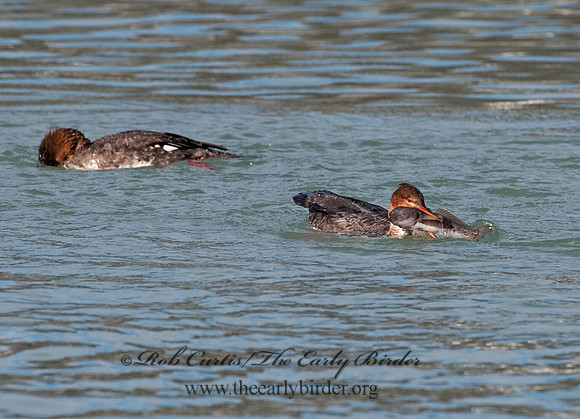 Mergus serrator  RED-BREASTED MERGANSER 8027600