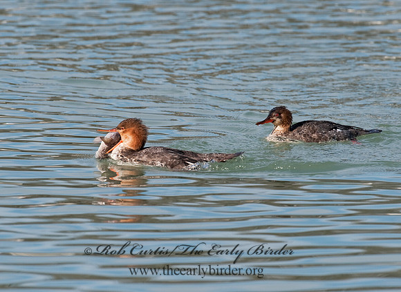 Mergus serrator  RED-BREASTED MERGANSER 8027605