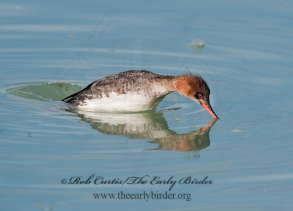 Mergus serrator  RED-BREASTED MERGANSER 8027606