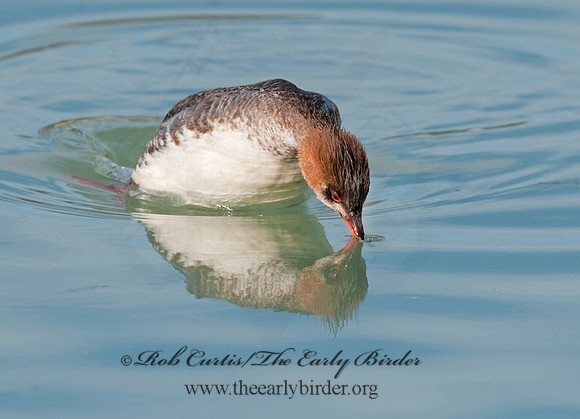 Mergus serrator  RED-BREASTED MERGANSER 8027609
