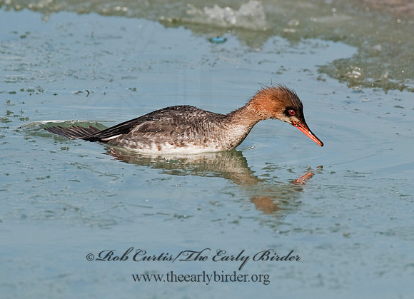 Mergus serrator  RED-BREASTED MERGANSER 8027607