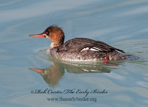 Mergus serrator  RED-BREASTED MERGANSER 8027610