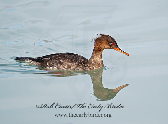 Mergus serrator  RED-BREASTED MERGANSER 8027613