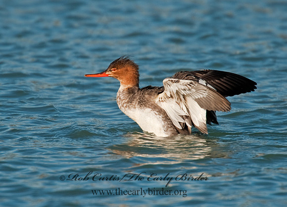 Mergus serrator  RED-BREASTED MERGANSER 8027627