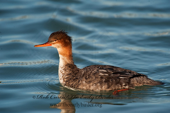 Mergus serrator  RED-BREASTED MERGANSER 8027617