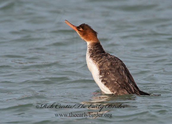 Mergus serrator  RED-BREASTED MERGANSER 8027673