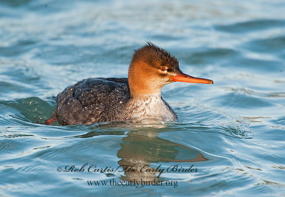 Mergus serrator  RED-BREASTED MERGANSER 8027658
