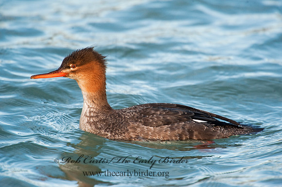 Mergus serrator  RED-BREASTED MERGANSER 8027659