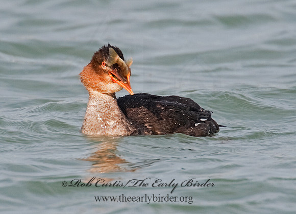 Mergus serrator  RED-BREASTED MERGANSER 8027679