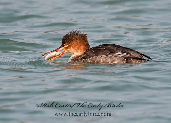 Mergus serrator  RED-BREASTED MERGANSER 8027689